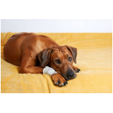 clínica veterinária para cães idosos contato Vila Olímpia