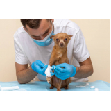 clínica veterinária para cães Granja Julieta