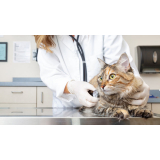 clínica veterinária para gatos idosos contato Campo Grande