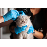 clínica veterinária para gatos telefone Planalto Paulista