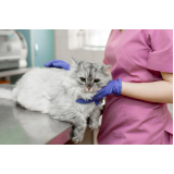 clínica veterinária para gatos Cerqueira César