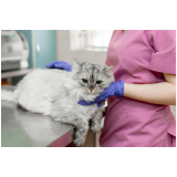contato de clínica veterinária especializada em gatos Paraíso do Morumbi
