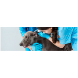 contato de clínica veterinária para cachorros Jardim Luzitânia
