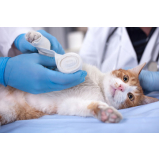 contato de clínica veterinária para gatos  Fazenda Morumbi