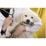 contato de dermatologista de cachorro Heliópolis