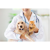 contato de dermatologista para cães e gatos Vila Uberabinha