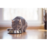 contato de nutricionista para gatos Ipiranga