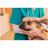 contato de oftalmologista canino Saúde