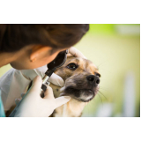 contato de oftalmologista de cachorro Pacaembu