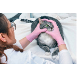 contato de oftalmologista de gato Heliópolis