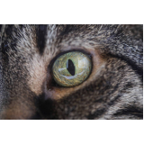 contato de oftalmologista para gato Jardim das Acácias