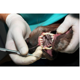dentista de animais Morumbi