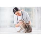 dermatologista de gatos telefone Socorro