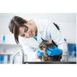 dermatologista de gatos Heliópolis