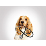 dermatologista para cachorros Jardins