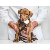 dermatologista para cães e gatos Indianópolis