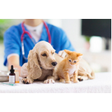 dermatologista para gatos e cachorro telefone Vila Tramontano