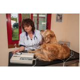 ecocardiograma veterinário agendar Vila Mariana