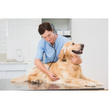 eletrocardiograma veterinário marcar Saúde