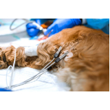 endereço de cardiologista para cachorros e gatos Indianópolis