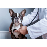 endereço de cardiologista para cachorros Pacaembu
