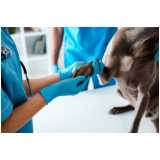 endereço de clínica exames veterinários Jardim Luzitânia