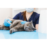 endereço de clínica veterinária especializada em gatos Vila Uberabinha