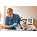 endereço de clínica veterinária para gato Cerqueira César