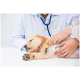 endereço de dermatologista para cachorros Água Funda