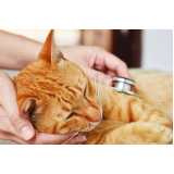 exame de sorologia para gatos Vila Cordeiro