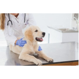 exame de urina em cachorro Sacomã