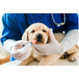 medicamentos para diarreia em cães Zona Sul