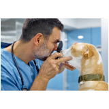 médico veterinário oftalmologista  Fazenda Morumbi
