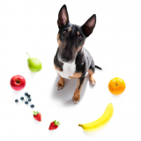 nutricionista de cães Saúde