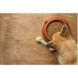 Nutricionista para Cães e Gatos