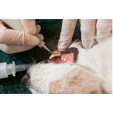 odontologia animal Saúde