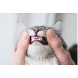 odontologia de pequenos animais marcar Alto da Boa Vista