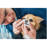 odontologia em pequenos animais agendar Sacomã