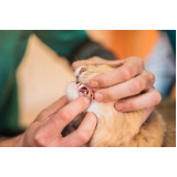 odontologia para animais marcar Chácara Flora