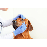 oftalmologista cachorro agendar Saúde