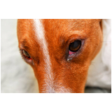oftalmologista de cães agendar Jabaquara