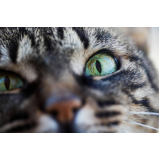 oftalmologista de gato Zona Sul