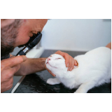 oftalmologista para animais agendar Socorro