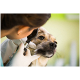 oftalmologista para cachorro marcar Água Funda