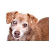 oftalmologista para cachorros contato Pacaembu