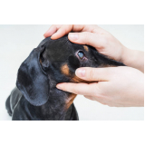 oftalmologista para cachorros Ibirapuera