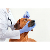 oftalmologista para cães contato Água Funda