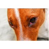 oftalmologista para cães Campo Grande