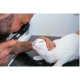 oftalmologista para gato Vila Nova Conceição