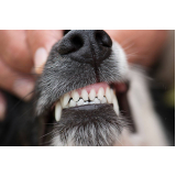onde agendar dentista para cães Vila Tramontano